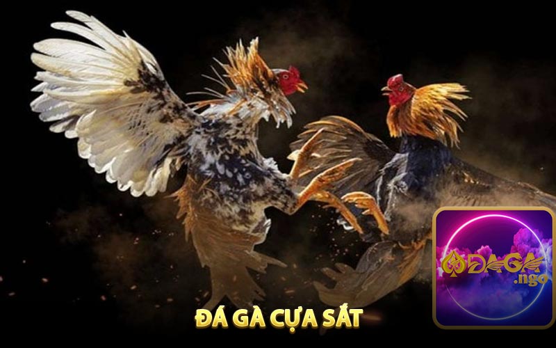 Đôi nét về đá gà cựa sắt