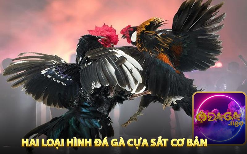 Hai loại hình đá gà cựa sắt cơ bản